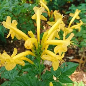 2 Red Coral Honeysuckle Live Vines - Fragrant Perennial Plants, 5-9 Inches Tall - Image 2