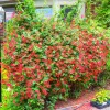 2 Red Coral Honeysuckle Live Vines - Fragrant Perennial Plants, 5-9 Inches Tall - Image 1