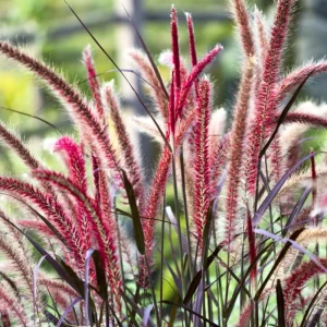 2 Red Fountain Grass Plants Live - Deep Burgundy Ornamental Grass, 4-7