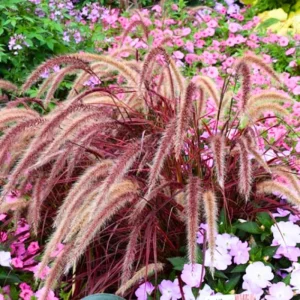 2 Red Fountain Grass Plants Live - Deep Burgundy Ornamental Grass, 4-7