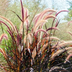 2 Red Fountain Grass Plants Live - Deep Burgundy Ornamental Grass, 4-7