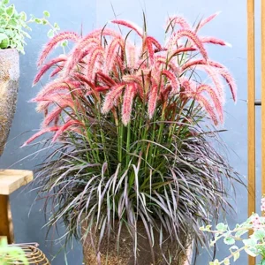 2 Red Fountain Grass Plants Live - Deep Burgundy Ornamental Grass, 4-7