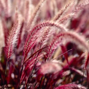 2 Red Fountain Grass Plants Live - Deep Burgundy Ornamental Grass, 4-7