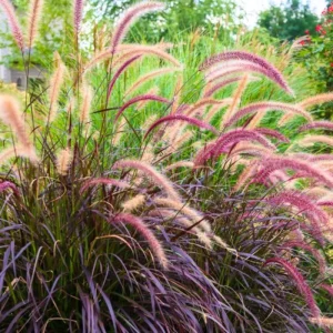 2 Red Fountain Grass Plants Live - Deep Burgundy Ornamental Grass, 4-7