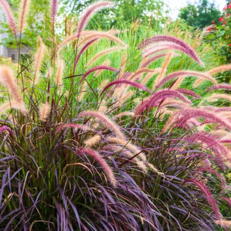 2 Red Fountain Grass Plants Live - Deep Burgundy Ornamental Grass, 4-7" Tall - Image 8