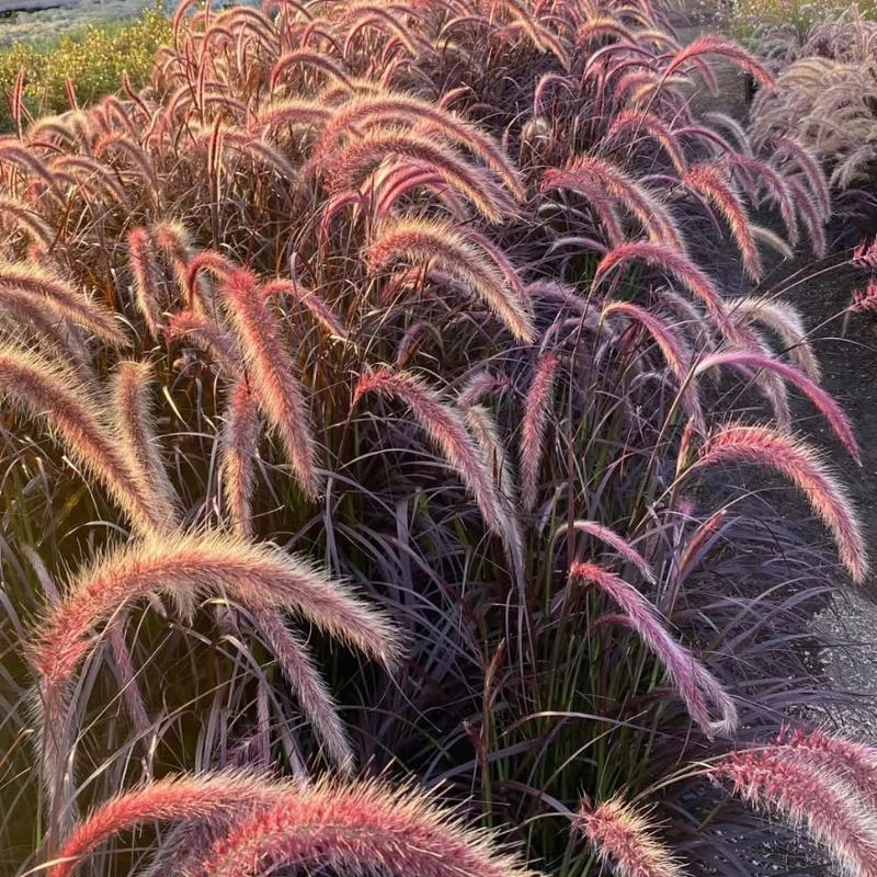 2 Red Fountain Grass Plants Live - Deep Burgundy Ornamental Grass, 4-7" Tall - Image 9
