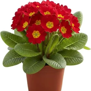 2 Red Primrose Live Plants, 4 inch Pot - Perennial Flowering Plant - Image 5