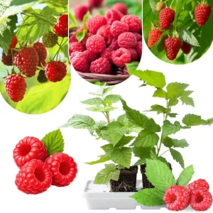 2 Red Thornless Raspberry Live Plants – Sweet Fruit Bush, 4-8