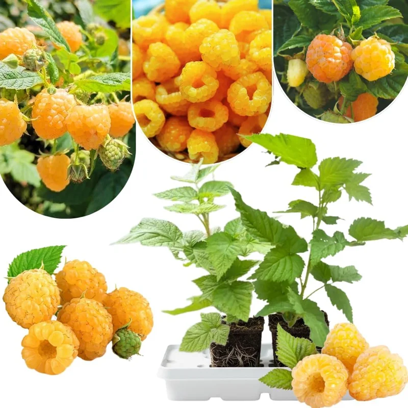 2 Red Thornless Raspberry Live Plants – Sweet Fruit Bush, 4-8" Tall, Cold Hardy - Image 3