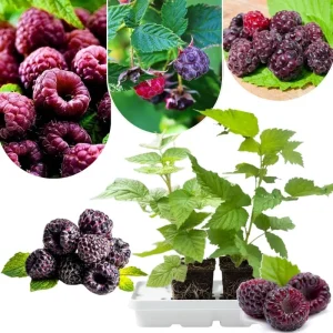 2 Red Thornless Raspberry Live Plants – Sweet Fruit Bush, 4-8