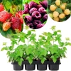 2 Red Thornless Raspberry Live Plants – Sweet Fruit Bush, 4-8" Tall, Cold Hardy - Image 1