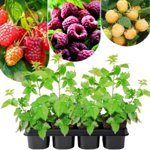 2 Red Thornless Raspberry Live Plants – Sweet Fruit Bush, 4-8