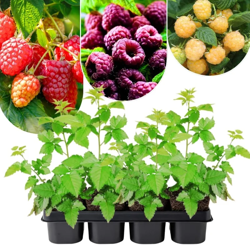 2 Red Thornless Raspberry Live Plants – Sweet Fruit Bush, 4-8" Tall, Cold Hardy - Image 1
