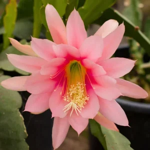2 Salmon Epiphyllum Orchid Cactus Live Plants - Rooted, 5-7 Inches, Indoor/Outdoor - Image 3