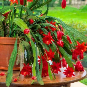 2 Salmon Epiphyllum Orchid Cactus Live Plants - Rooted, 5-7 Inches, Indoor/Outdoor - Image 1