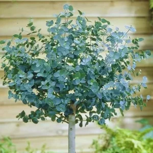 2 Silver Dollar Eucalyptus Live Plants - Indoor/Outdoor Foliage for US - Image 6