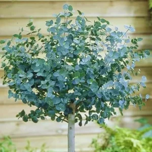 2 Silver Dollar Eucalyptus Live Plants - Indoor/Outdoor Foliage for US - Image 7