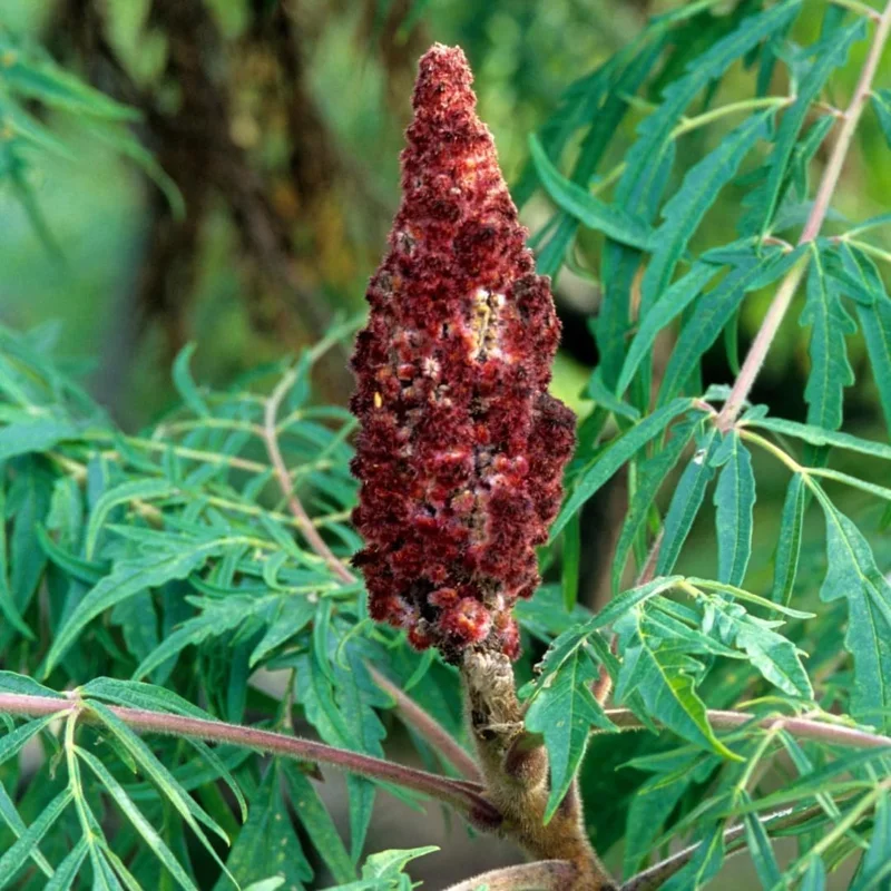 2 Smooth Sumac Live Trees, 1-2 ft Tall Bare Root, Hardy Outdoor Shrub Plant - Image 2