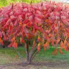 2 Smooth Sumac Live Trees, 1-2 ft Tall Bare Root, Hardy Outdoor Shrub Plant - Image 1