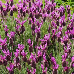 2 Spanish Lavender Live Plants - Hardy Fragrant Herb Plant Garden, 5-7 inches - Image 2