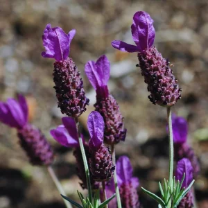 2 Spanish Lavender Live Plants - Hardy Fragrant Herb Plant Garden, 5-7 inches - Image 4