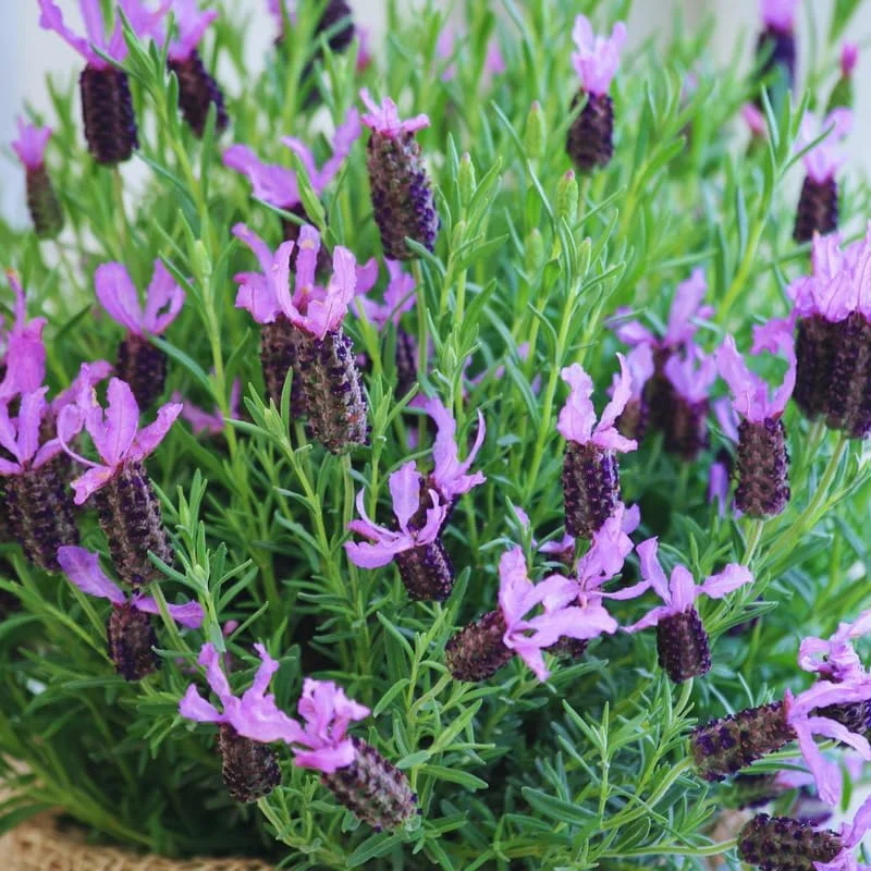 2 Spanish Lavender Live Plants - Hardy Fragrant Herb Plant Garden, 5-7 inches - Image 5