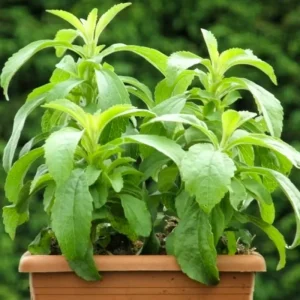 2 Stevia Live Plants for Planting, 4-8" Tall Herb, Indoor/Outdoor - Image 2