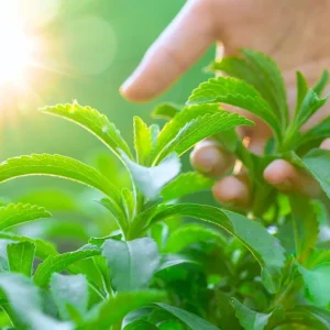 2 Stevia Live Plants for Planting, 4-8" Tall Herb, Indoor/Outdoor - Image 1