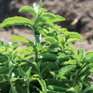 2 Stevia Live Plants for Planting, 4-8