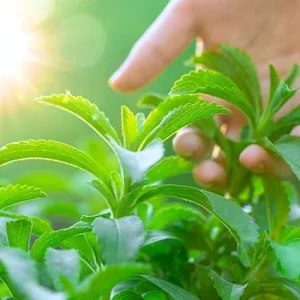 2 Stevia Live Plants for Planting, 4-8