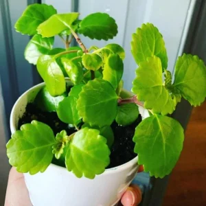 2 Swedish Ivy Live Plants - Plectranthus Verticillatus - 3