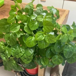 2 Swedish Ivy Live Plants - Plectranthus Verticillatus - 3