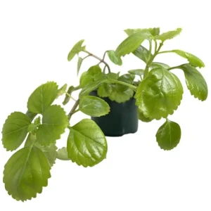 2 Swedish Ivy Live Plants - Plectranthus Verticillatus - 3