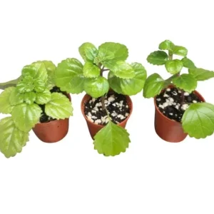 2 Swedish Ivy Live Plants - Plectranthus Verticillatus - 3