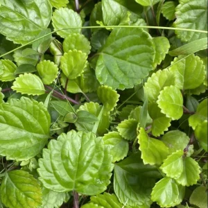 2 Swedish Ivy Live Plants - Plectranthus Verticillatus - 3