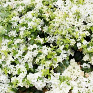 2 Trailing Bougainvillea Live Plants, Raspberry Ice, 4-8 Inches Tall, for Hanging Baskets - Image 2