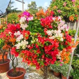 2 Trailing Bougainvillea Live Plants, Raspberry Ice, 4-8 Inches Tall, for Hanging Baskets - Image 3