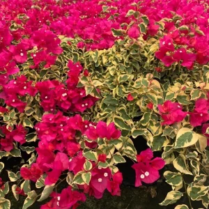 2 Trailing Bougainvillea Live Plants, Raspberry Ice, 4-8 Inches Tall, for Hanging Baskets - Image 1