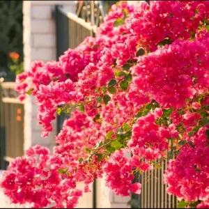 2 Trailing Bougainvillea Live Plants, Raspberry Ice, 4-8 Inches Tall, for Hanging Baskets - Image 4