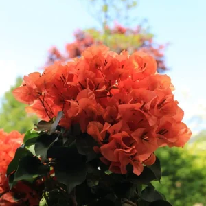 2 Trailing Bougainvillea Live Plants, Raspberry Ice, 4-8 Inches Tall, for Hanging Baskets - Image 5