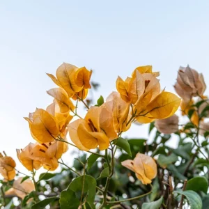 2 Trailing Bougainvillea Live Plants, Raspberry Ice, 4-8 Inches Tall, for Hanging Baskets - Image 6