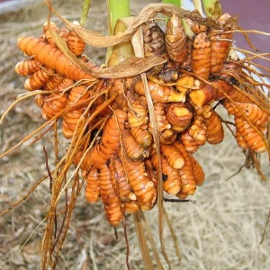 2 Turmeric Live Plants 4-8 Inches - Curcuma, Indoor/Outdoor Herb - Image 2