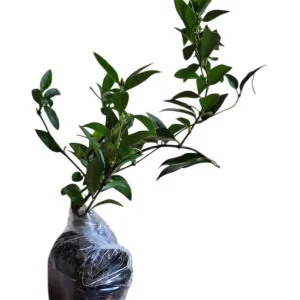 2 Yellow Jasmine Vine Live Plants, Carolina Jessamine, 5-7 Inch Tall, Fragrant Outdoor Climbing Shrub - Image 2