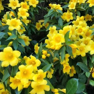 2 Yellow Jasmine Vine Live Plants, Carolina Jessamine, 5-7 Inch Tall, Fragrant Outdoor Climbing Shrub - Image 4