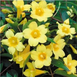 2 Yellow Jasmine Vine Live Plants, Carolina Jessamine, 5-7 Inch Tall, Fragrant Outdoor Climbing Shrub - Image 6