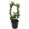 2 Yellow Jasmine Vine Live Plants, Carolina Jessamine, 5-7 Inch Tall, Fragrant Outdoor Climbing Shrub - Image 1
