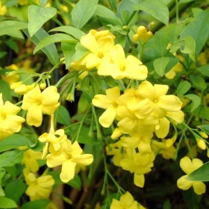 2 Yellow Jasmine Vine Live Plants, Carolina Jessamine, 5-7 Inch Tall, Fragrant Outdoor Climbing Shrub - Image 7