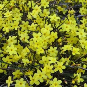 2 Yellow Jasmine Vine Live Plants, Carolina Jessamine, 5-7 Inch Tall, Fragrant Outdoor Climbing Shrub - Image 8