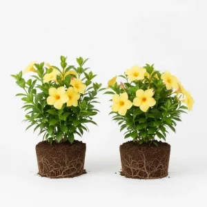 2 Yellow Mandevilla Live Plants – Flowering Vine – 8-10 ft Tall – Patio & Garden - Image 1