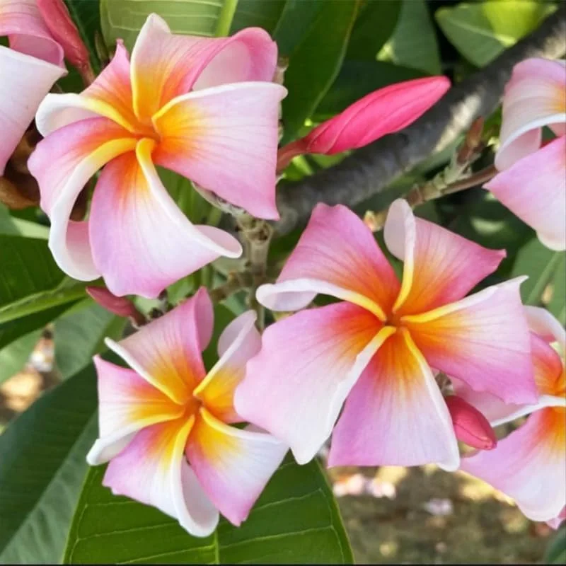 2 Yellow Plumeria Cuttings - 12 Inch Live Tropical Frangipani Plant - Image 2